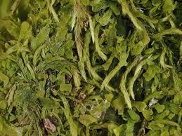 Attēlu rezultāti vaicājumam “Pterigynandrum filiforme”