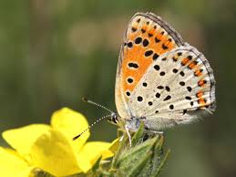 Attēlu rezultāti vaicājumam “Lycaena tityrus female”