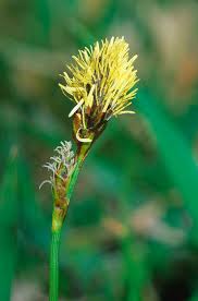 Attēlu rezultāti vaicājumam “Carex caryophyllea fruit”