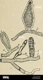 Attēlu rezultāti vaicājumam “Erysiphe galeopsidis”