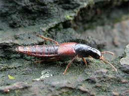 Attēlu rezultāti vaicājumam “Quedius dilatatus”