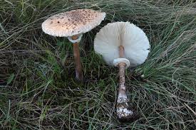 Attēlu rezultāti vaicājumam “Myriosclerotinia scirpicola”