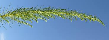 Attēlu rezultāti vaicājumam “Artemisia campestris leaf”