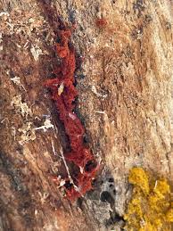 Attēlu rezultāti vaicājumam “Metatrichia vesparia stalked”