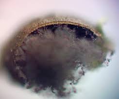 Attēlu rezultāti vaicājumam “Colloderma robustum macro”