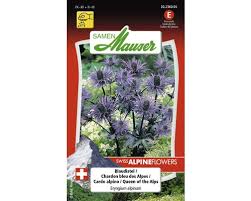 Image result for Blaudistel