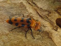 Attēlu rezultāti vaicājumam “Meloidae”