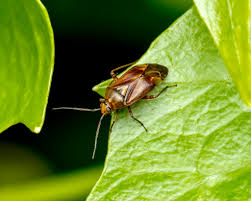 Attēlu rezultāti vaicājumam “Lygus pratensis”