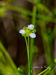 Attēlu rezultāti vaicājumam “Alismataceae”