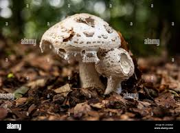 Attēlu rezultāti vaicājumam “Amanita strobiliformis”