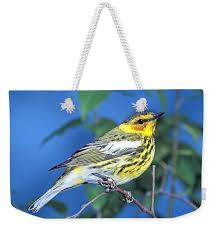 Image result for Dendroica tigrina