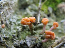 Attēlu rezultāti vaicājumam “Dibaeis baeomyces”