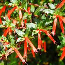 Image result for Cuphea ignea