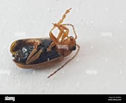 Attēlu rezultāti vaicājumam “Phyllobrotica quadrimaculata”