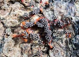 Attēlu rezultāti vaicājumam “Metatrichia vesparia stalked”