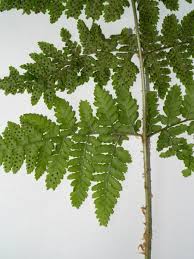 Attēlu rezultāti vaicājumam “Dryopteris expansa”