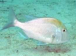 Image result for Calamus bajonado