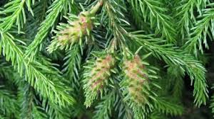 Attēlu rezultāti vaicājumam “Adelges laricis”