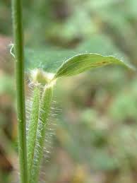 Attēlu rezultāti vaicājumam “Diderma rufostriatum sessile”