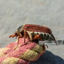 Attēlu rezultāti vaicājumam “Melolontha melolontha”