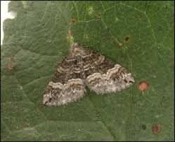 Attēlu rezultāti vaicājumam “Perizoma bifaciata”