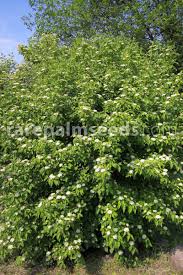 Attēlu rezultāti vaicājumam “Cornus sanguinea”