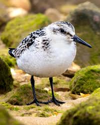 Attēlu rezultāti vaicājumam “Calidris alba”