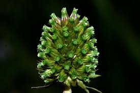 Image result for Succisella inflexa