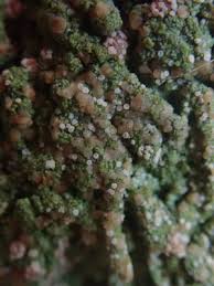 Attēlu rezultāti vaicājumam “Trapeliopsis granulosa”