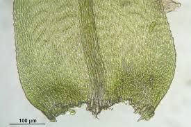 Attēlu rezultāti vaicājumam “Isothecium myosuroides”