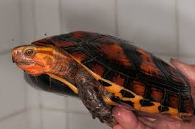 Attēlu rezultāti vaicājumam “Tortula lingulata macro”