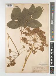 Attēlu rezultāti vaicājumam “Laserpitium latifolium bud”