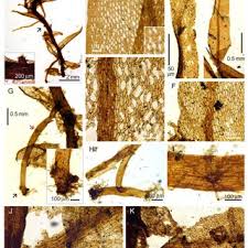 Attēlu rezultāti vaicājumam “Atrichum flavisetum sporophyte”