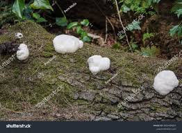 Attēlu rezultāti vaicājumam “Reticularia lycoperdon”