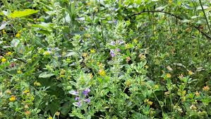 Attēlu rezultāti vaicājumam “Acinos arvensis leaf”