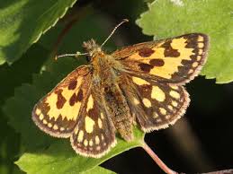 Attēlu rezultāti vaicājumam “Carterocephalus silvicolus underside”