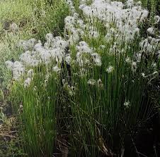Attēlu rezultāti vaicājumam “Trichophorum alpinum fruit”