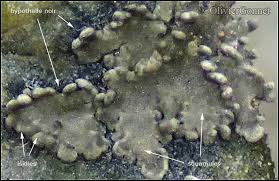 Attēlu rezultāti vaicājumam “Parmeliella triptophylla”