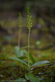 Attēlu rezultāti vaicājumam “Listera ovata”