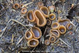 Attēlu rezultāti vaicājumam “Peziza vesiculosa”