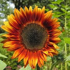 Image result for Sonnenblume