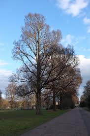 Attēlu rezultāti vaicājumam “Ulmus minor f. suberosa”