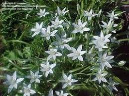 Attēlu rezultāti vaicājumam “Badhamia bethelii stalked”