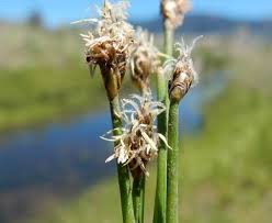 Attēlu rezultāti vaicājumam “Eleocharis palustris flower”