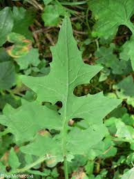 Attēlu rezultāti vaicājumam “Mycelis muralis leaf”