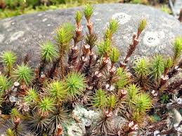 Attēlu rezultāti vaicājumam “Polytrichum juniperinum sporophyte”