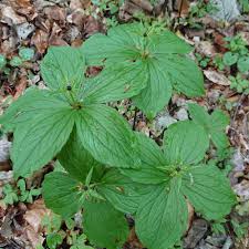 Attēlu rezultāti vaicājumam “Paris quadrifolia leaf”