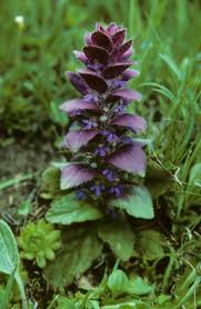 Attēlu rezultāti vaicājumam “Ajuga pyramidalis leaf”