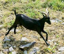 Attēlu rezultāti vaicājumam “Capra”