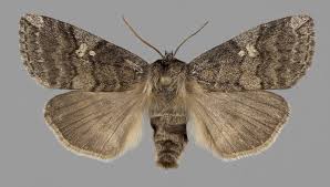 Attēlu rezultāti vaicājumam “Tethea or”